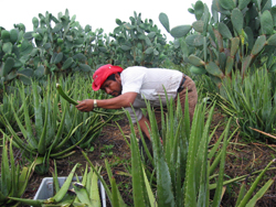 Zwischen Den Kakteen Gedeihtdie Aloe In Colonche Ecuador Besonders …